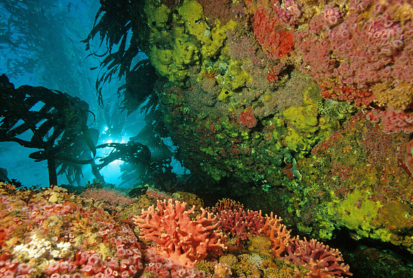 Kelp Forest Reef - 6