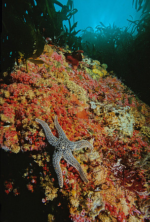 Kelp Forest Wall - 5