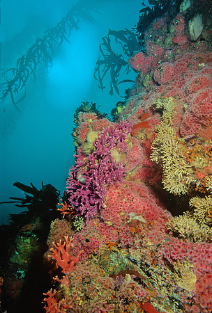Kelp Forest Wall - 6
