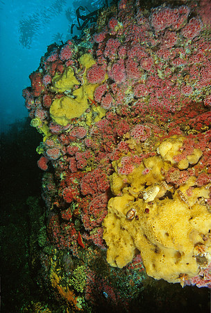 Kelp Forest Wall - 12