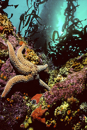 Kelp Forest Wall - 3