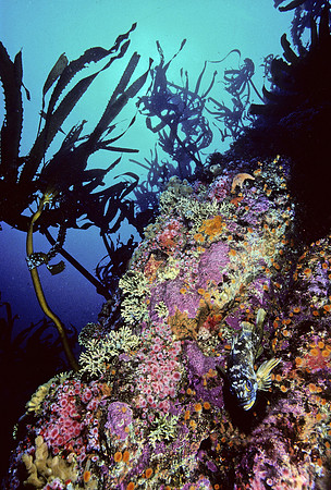 Kelp Forest Wall - 2