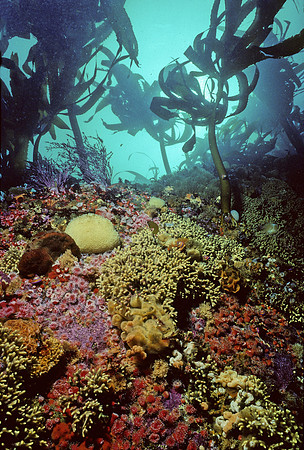 Kelp Forest Wall - 8
