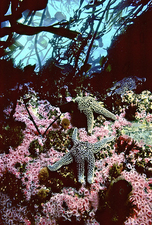 Kelp Forest Wall - 9