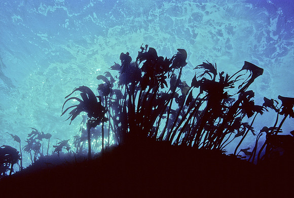 Understory Kelp - 2