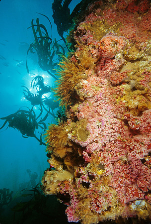 Kelp Forest Wall - 10