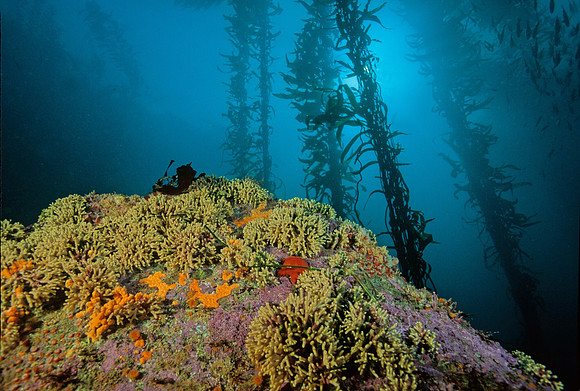 Kelp Forest Reef - 5