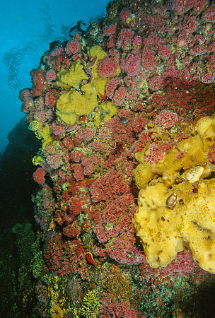 Kelp Forest Wall - 11