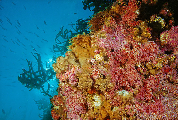Kelp Forest Wall - 14
