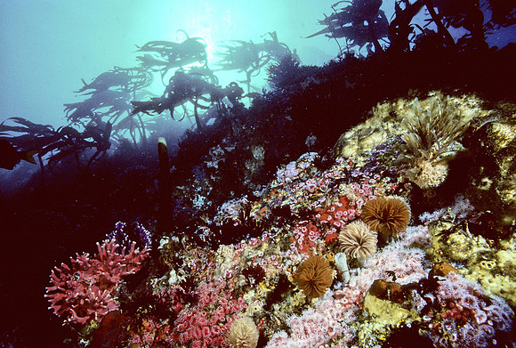 Kelp Forest Reef - 7