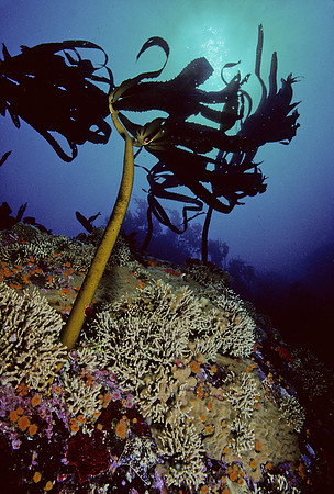 Kelp Forest Reef - 8
