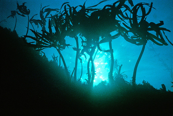 Understory Kelp - 1