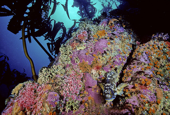 Kelp Forest Wall - 1