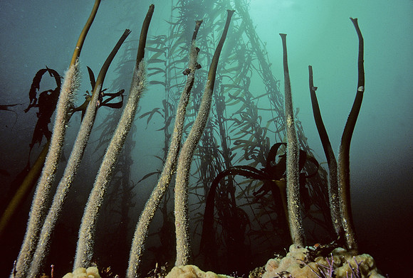 Understory Kelp - 3