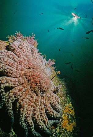 Sunflower Star - 2