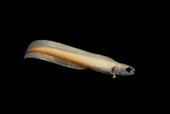 Midwater Eelpout