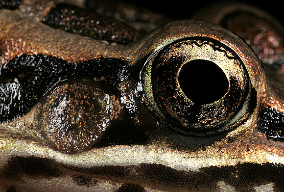 Pickerel Frog Eye