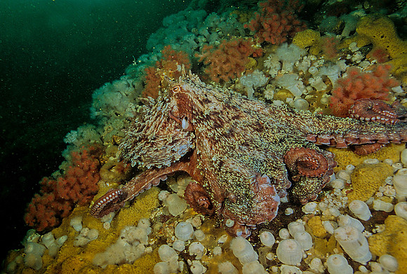 Giant Octopus - 2