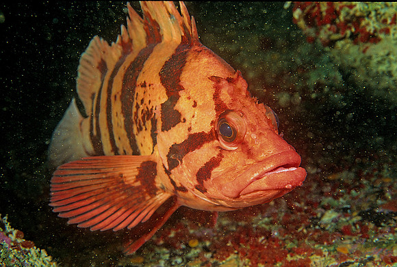 Tiger Rockfish - 3
