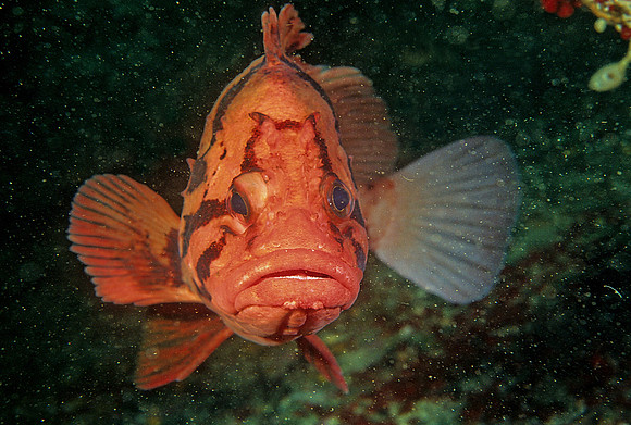 Tiger Rockfish - 4