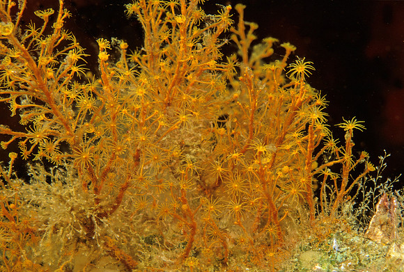 Hydroids