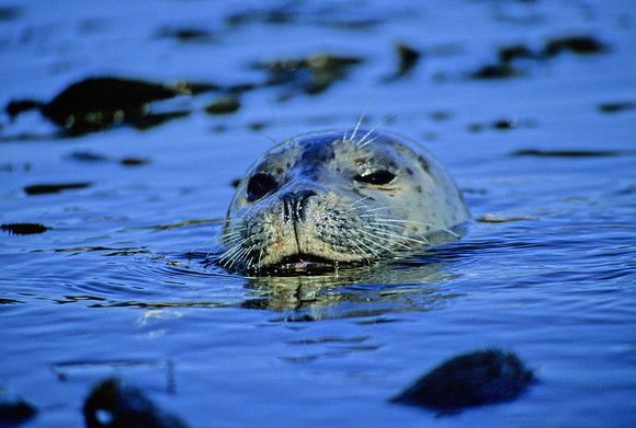 Harbor Seal