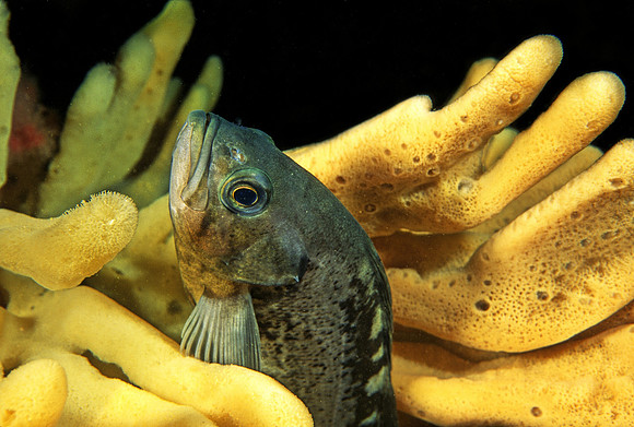 Black Rockfish
