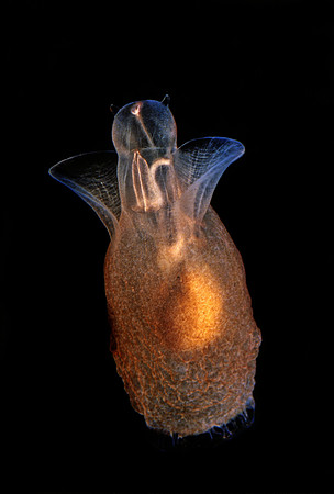 Sea Angel Pteropod - 4