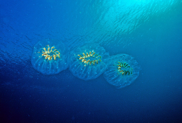 Aggregate Salp - 3