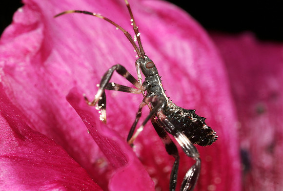 Leaf-footed Bug Nymph - 1
