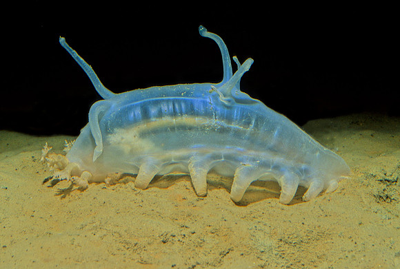 Sea Pig