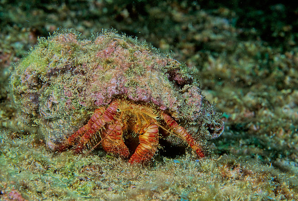 Elegant Hermit Crab