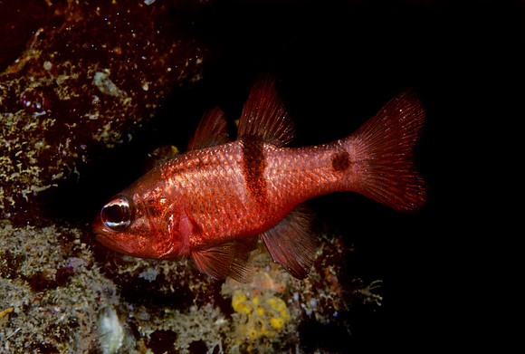 Barspot Cardinalfish