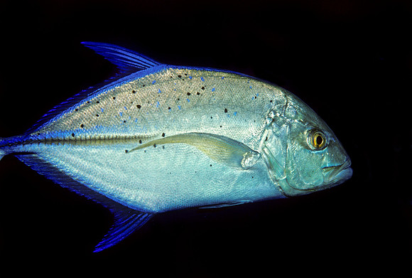 Blue-spotted Jack
