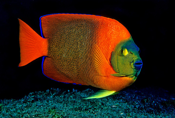 Clarion Angelfish - 2