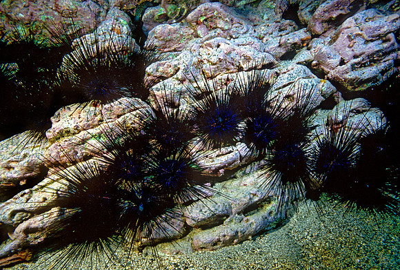 Crowned Sea Urchins