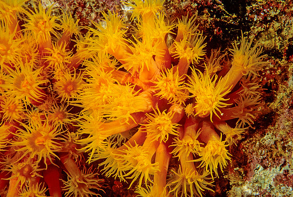 Orange Cup Corals