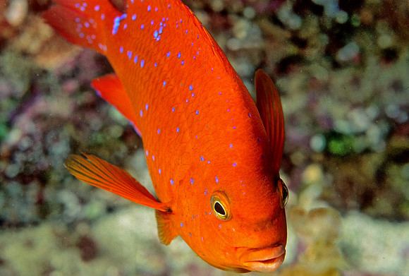 Juvenile Garibaldi