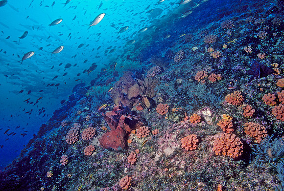 Las Animas Reef - 2
