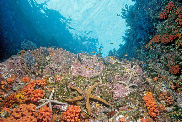 Los Islotes Reef - 5