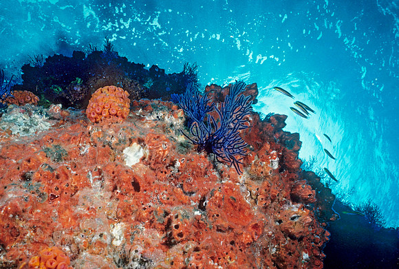 Los Islotes Reef - 9