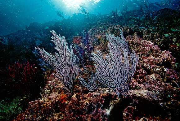 Los Islotes Reef - 7
