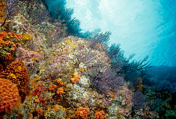 Los Islotes Reef - 8