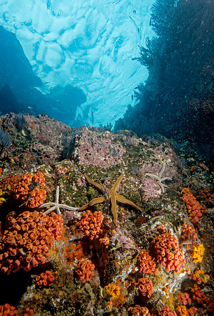 Los Islotes Reef - 6