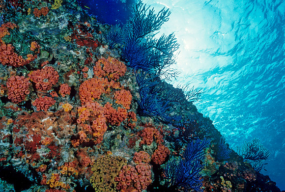 Los Islotes Reef - 10