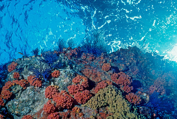 Los Islotes Reef - 11