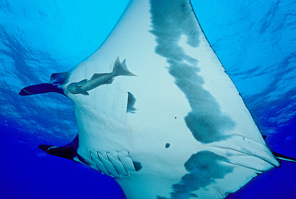 Manta - 4