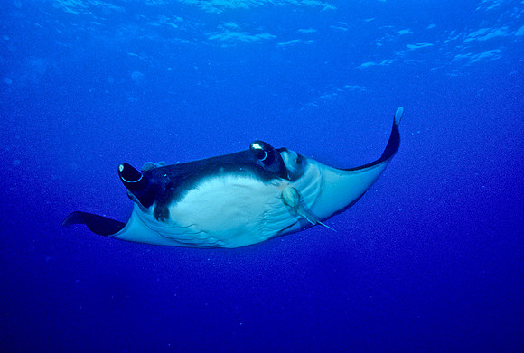 Manta - 5