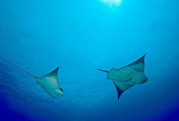 Bat Rays