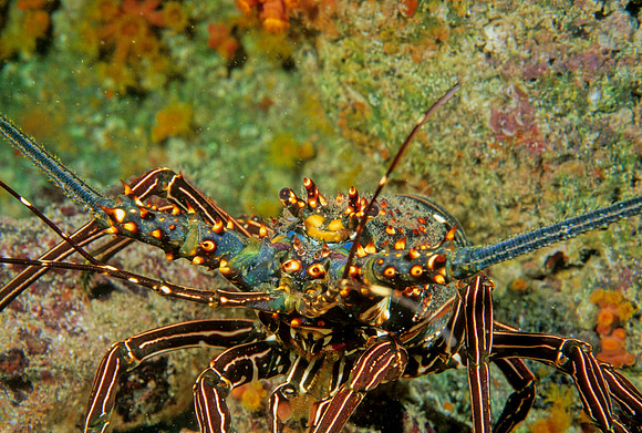 Spiny Lobster - 2
